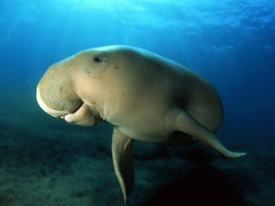 dugong pic