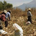 Productores que aceptaron dejar los cultivos de enervantes han sido abandonados por el gobierno