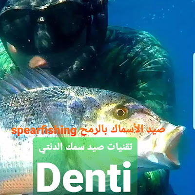 تقنيات صيد سمكة الدنتي Denti | صيد الأسماك بالرمح spearfishing