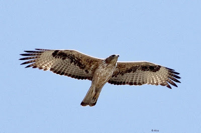 Bonelli's Eagle