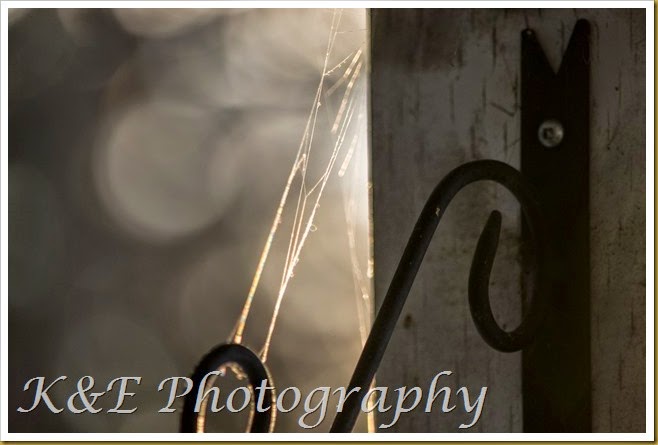 JANUARY 2015 (5 of 11)