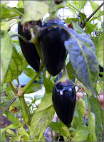 Purple-black peppers