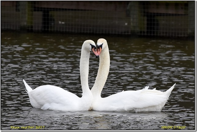 Slimbridge WWT - December
