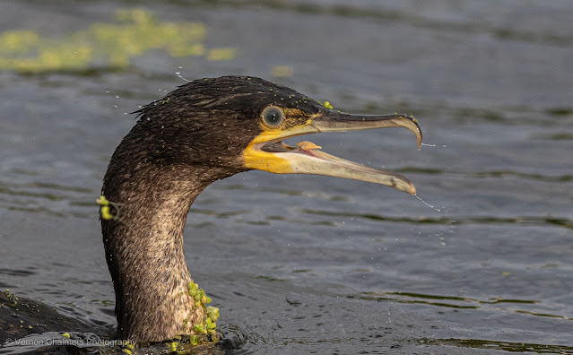 White-Breasted Cormorant Intaka Island, Cape Town