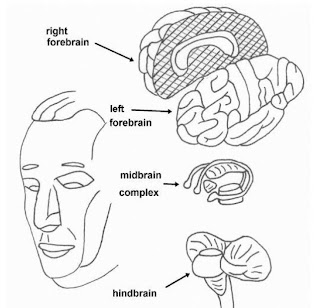 A sketch of the basic structures of the brain