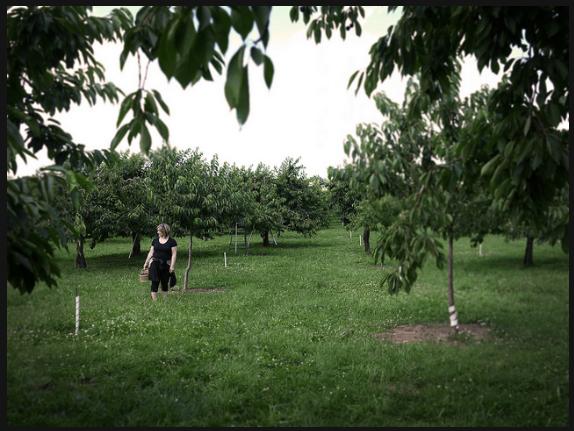 Fruit Picking Jobs Around The World: Cherry Farm Jobs  freelance writing jobs kentucky