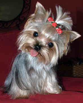 Yorkshire Terrier 