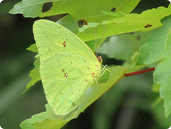 25 Van Fleet - Cloudless Sulphur Phoebis sennae Butterfly