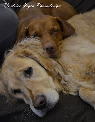 Magyar Vizsla und Golden Retriever