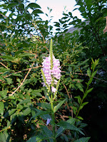 Obedient Plant Physostegia virginiana