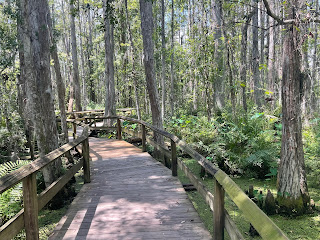 Boardwalk through the natural swamp in Gatorland Florida
