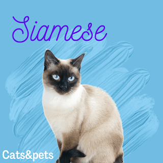 Siamese cats living life as a pet