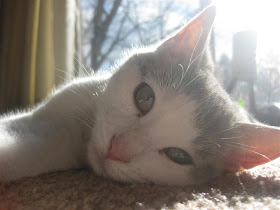 cat, sleeps all day, lies in the sun