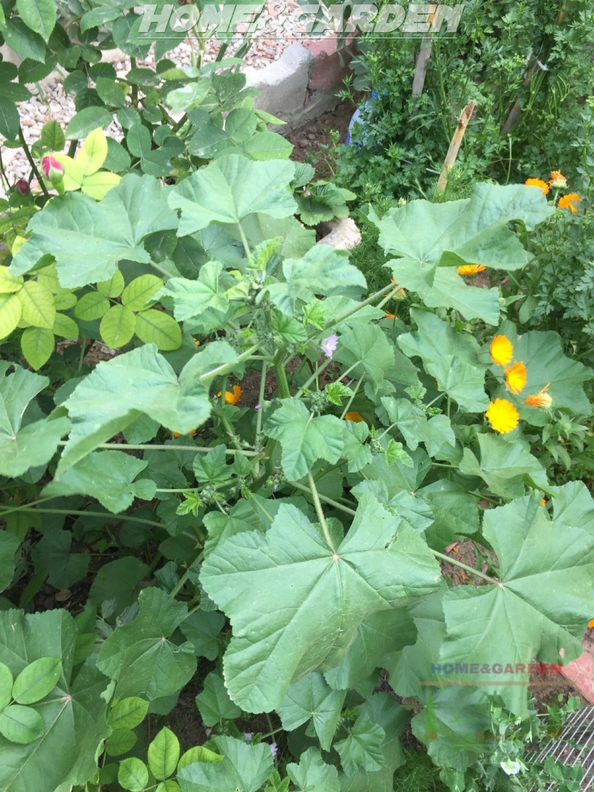 Mallow plants are drought tolerant, but grow best with a constant supply of water. So water regularly during droughts. For a bushier plant growth, pinch back growing tips after the plant reaches 12", add mulch around the plants to hold moister and to keep weeds down.