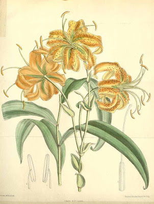 Лилия Генри (Lilium henryi)