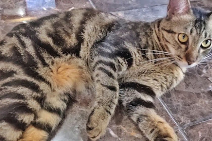 5 Alasan Mengapa Kucing Kampung Marble Cocok Menjadi Peliharaan Keluarga