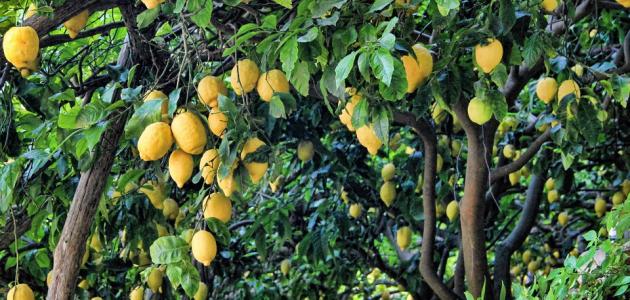 الليمون والقيمة الغذائية له وأهم فوائده وطرق زراعته