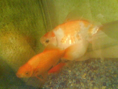 wallpaper goldfish. Pregnant goldfish wallpaper