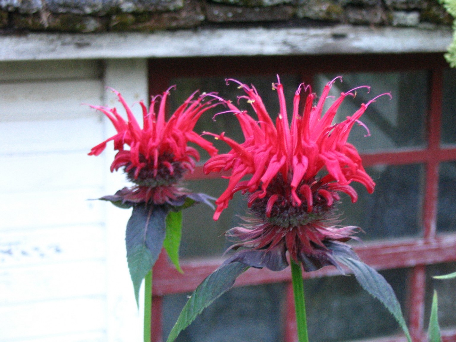 Scarlet Bee Balm