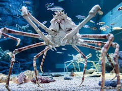 Japanese Spider Ketam Gergasi Paling Besar Di Dunia