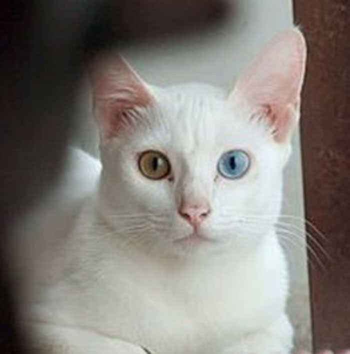 Kucing  Albino My Dearcats DC