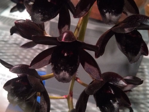 black orchid