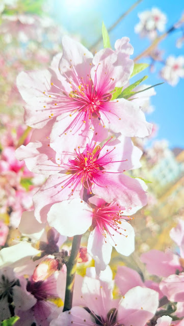 spring flowers under Coronavirus Peach blossoms, lilac blossoms, begonia