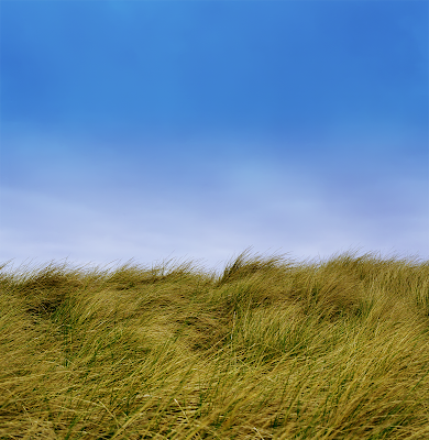 blue sky. lue sky grasses