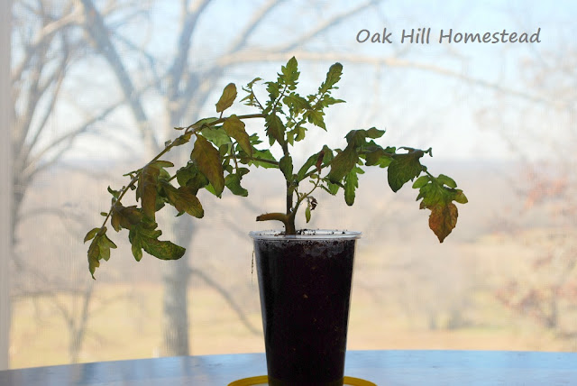 A tomato plant growing in a plastic cup