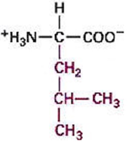 Leucine