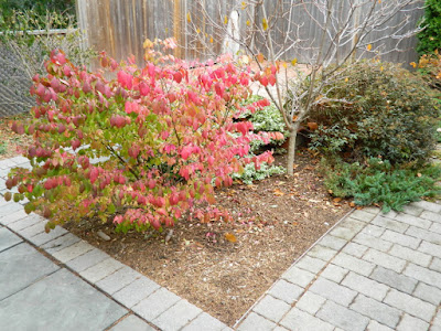Oakwood Village Toronto Backyard Fall Cleanup after by Paul Jung Gardening Services