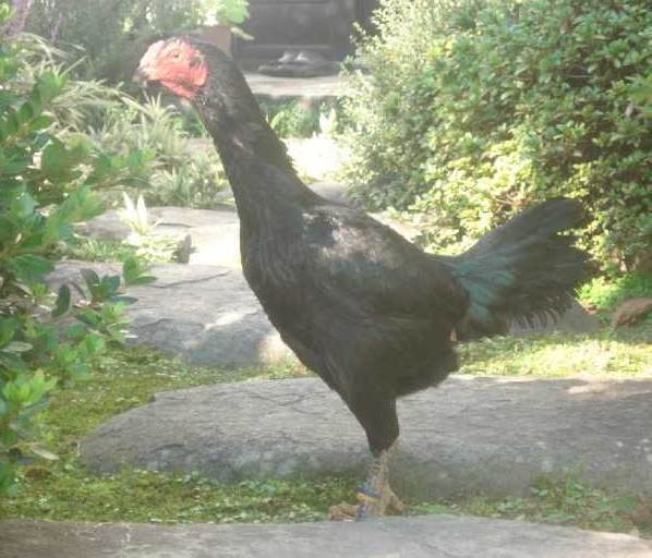 Koleksi gambar  ayam  betina siam shamo jepang Ayam  Aduan 