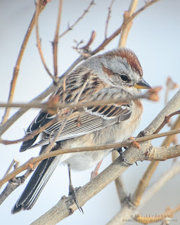 American Tree Sparrow, Regina, SK. photo © Shelley Banks, all rights reserved.