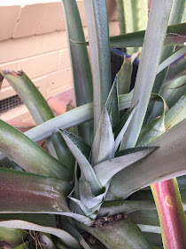 Pineapple Plant with Sucker 