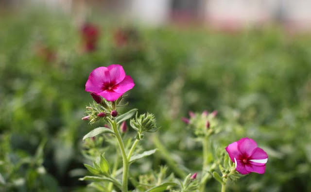 Phlox Flowers Pictures