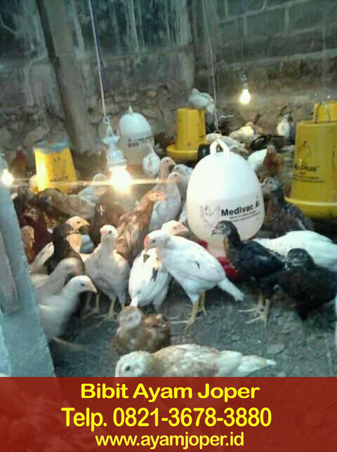 Jual Bibit Ayam Joper Payakumbuh 