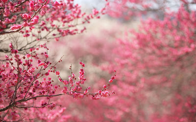 Pink Trees Wallpaper