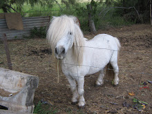 Our Timmy