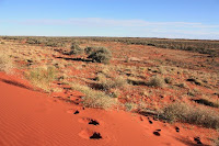 camel tracks in the dune