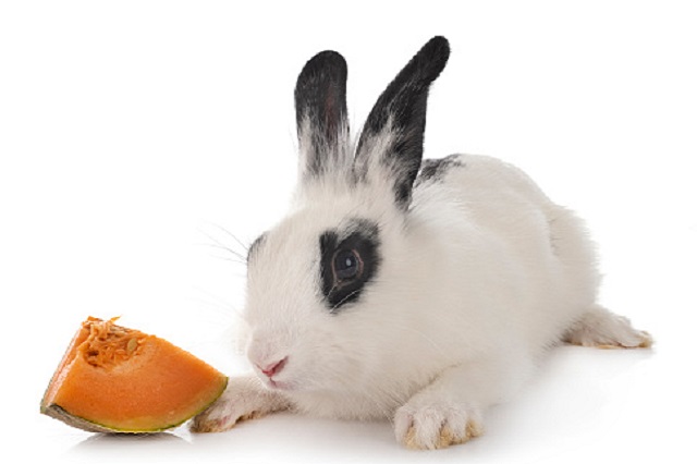 gambar buah melon dan kelinci