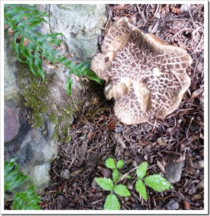 shroom