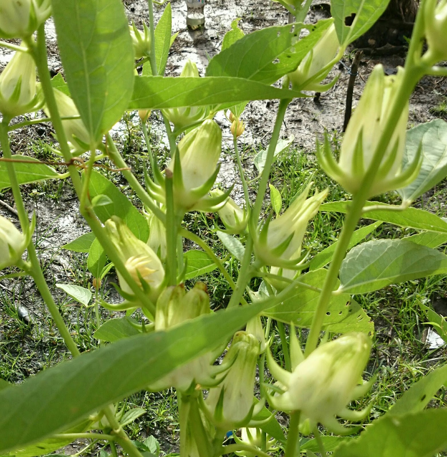 Kumpulan Pokok Herba Yang Tumbuh di KBR - Tanomkinotuan