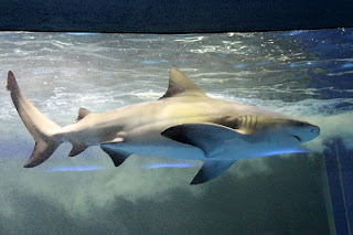 Carcharhinus leucas