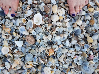 seashells, space coast, Brevard County, fl