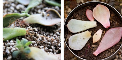 How to propagate succulents at home 2022 Tips