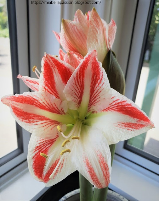 Hippeastrum