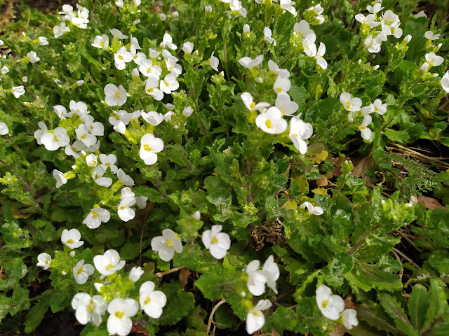 Arabis (Arabis alpina L. subsp. caucasica (Willd.) Briq.).