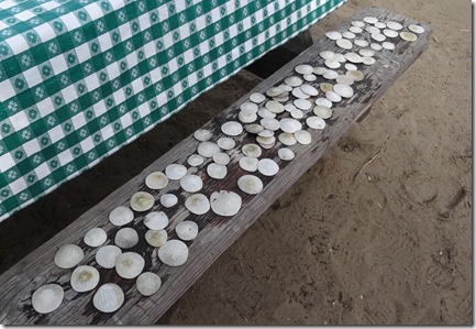 So many sand dollars on the beach