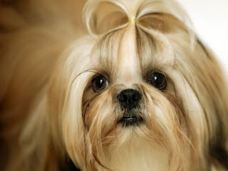 Shih Tzu Dog Wallpapers