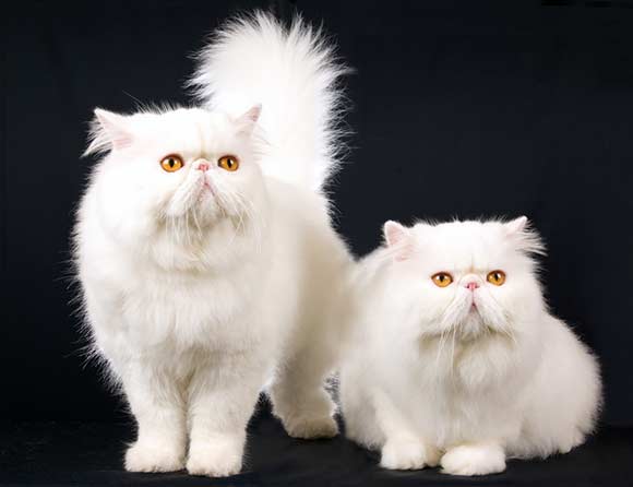 Persian cat